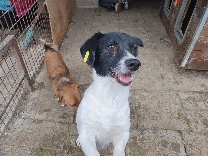 ♥TABASCO♥ sanfter, ganz zutraulicher, ruhiger kleiner Herzenshund 37 cm