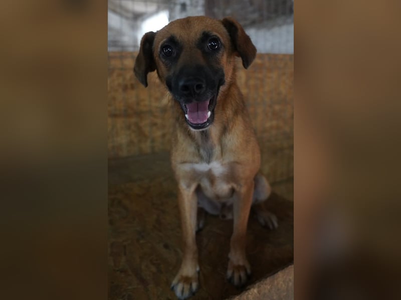 OLLI, lustiges Kerlchen, 1,5 Jahre, 36 cm, Mischling, Pflegestelle Köln, Tierschutz Rumänien