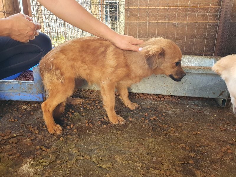 ♥EMMA♥ neu auf Pflegestelle bei Aachen-tolle kleine Juniorin mit dem süßen Unterbiss 31cm (wachsend)