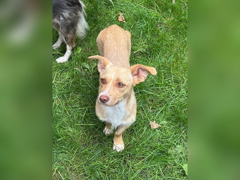 ♥ESTRELLA♥ neu auf Pflegestelle bei Köln - süße, verschmuste, aufgeschlossene Hündin 36cm