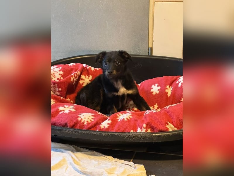 ♥BAMBU♥ auf Pflegestelle bei Köln - entzückendes, verspieltes Hundemädchen 37cm (wird mittelgroß)