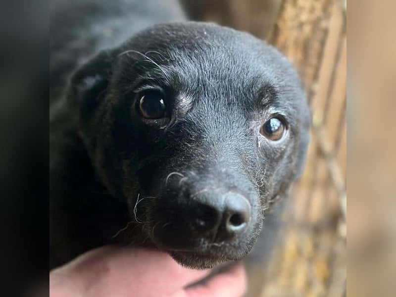 ♥AMIRA♥ ganz niedliche, verspielte Welpin 35 cm (wird mittelgroß)