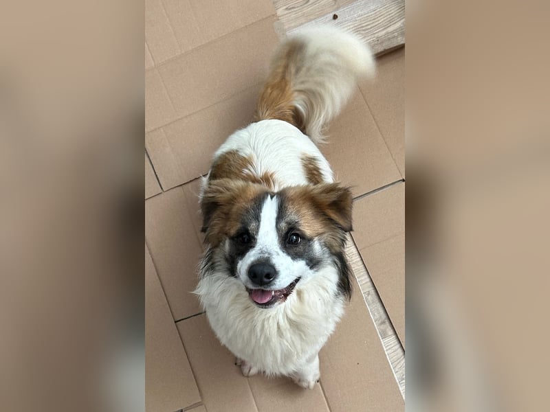 ⭐️TOC⭐️, Herzensbrecher, Rüde, 2 Jahre, 35 cm, Mischling, Tierschutz