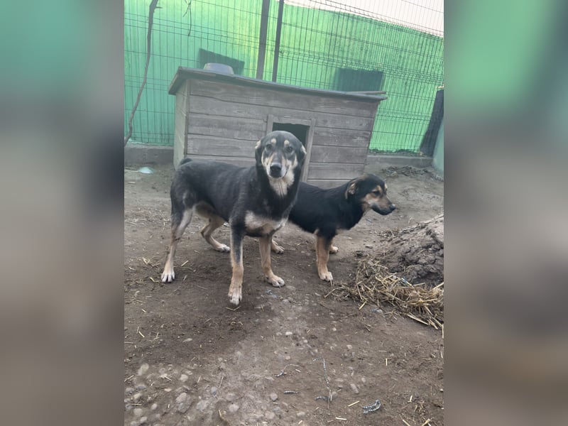 ⭐️ONYA⭐️, liebe Hundeseele, Hündin, 3,5 Jahre, 40 cm, Mischling, Tierschutz Rumänien