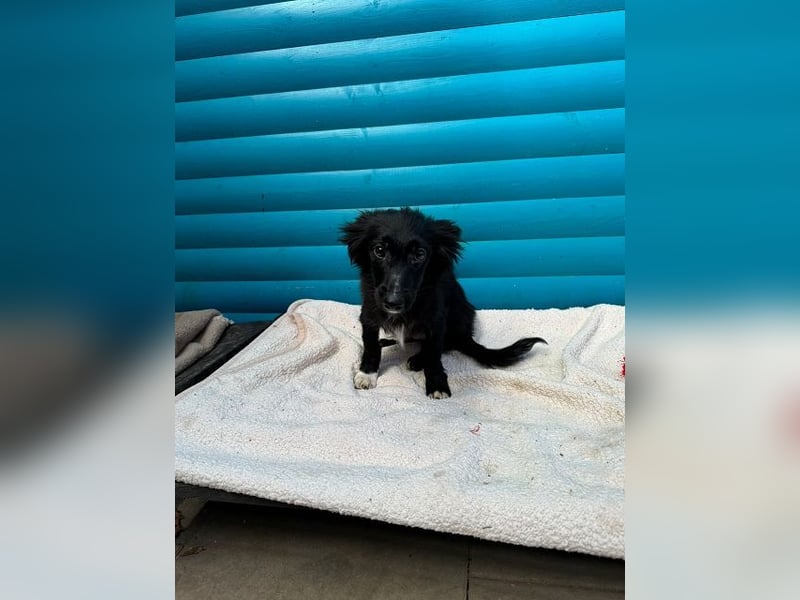 ♥TOKIO♥ auf Pflegestelle bei Köln - zuckersüßer, verspielter kleiner Welpe 28 cm