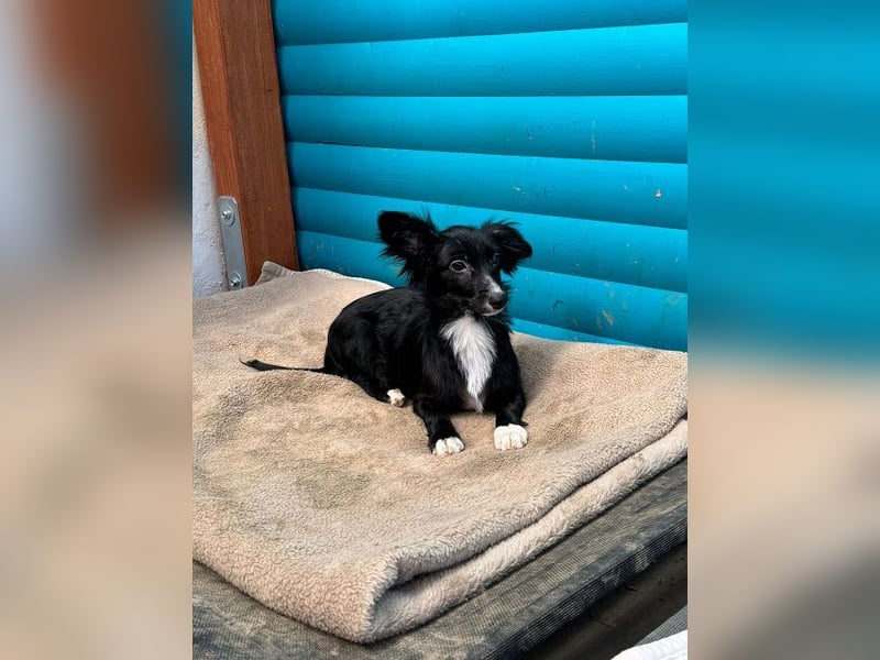 ♥TABU♥ auf Pflegestelle bei Köln - süßer, fröhlicher, verspielter Herzensbrecher 29 cm