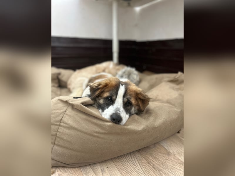⭐️TOC⭐️, Herzensbrecher, Rüde, 2 Jahre, 35 cm, Mischling, Tierschutz