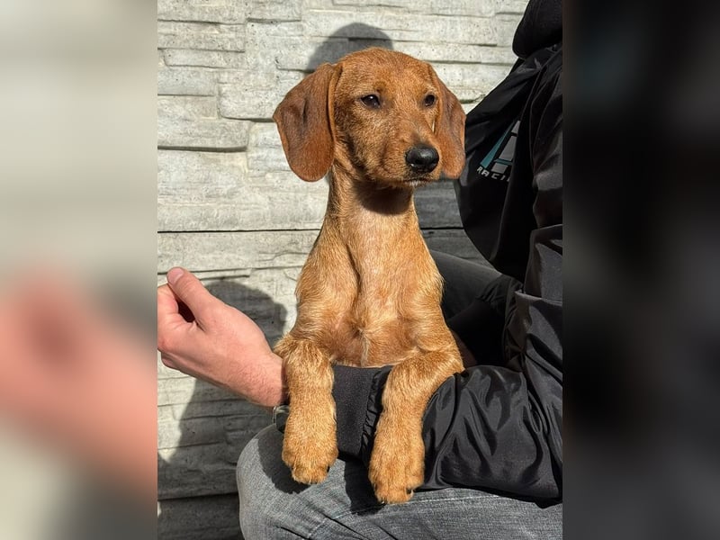 ♥COSMO♥ neu auf Pflegestelle bei Köln - süßer, verspielter kleiner Welpenbub 33 cm (wachsend)