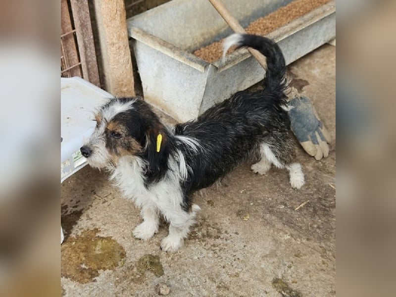 ♥BALU♥ ab Anfang Nov auf Pflegestelle bei Köln - zuckersüßer, verschmuster kleiner Rüde 30 cm