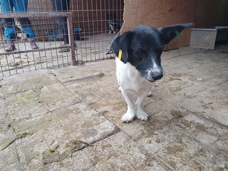 ♥TABASCO♥ sanfter, ganz zutraulicher, ruhiger kleiner Herzenshund 37 cm