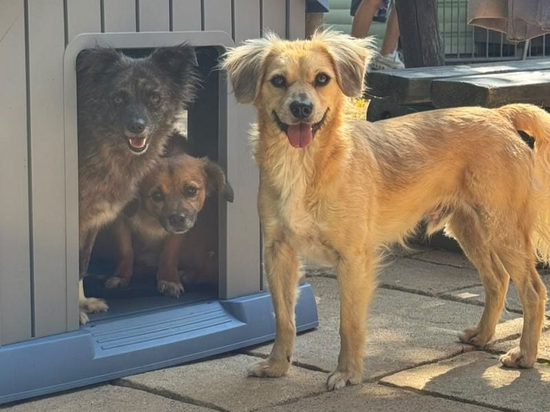 ♥BARLEY♥ neu auf Pflegestelle bei Köln - wunderschöner, noch etwas unsicherer Junghund 40cm