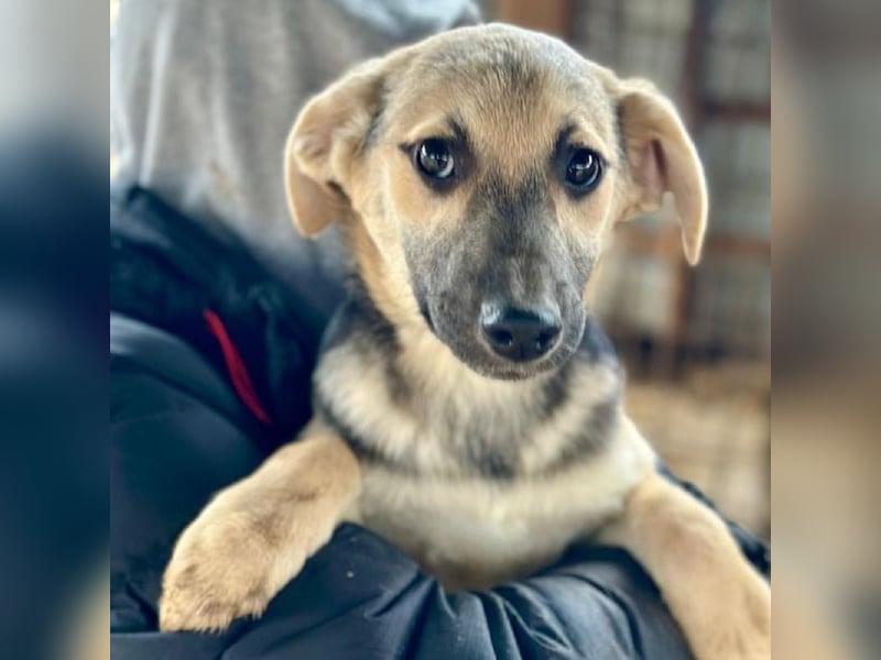 ♥DINA♥ ab 28. Feb auf Pflegestelle bei Köln-hübsches, liebes, verspieltes kleines Welpenmädchen 35cm