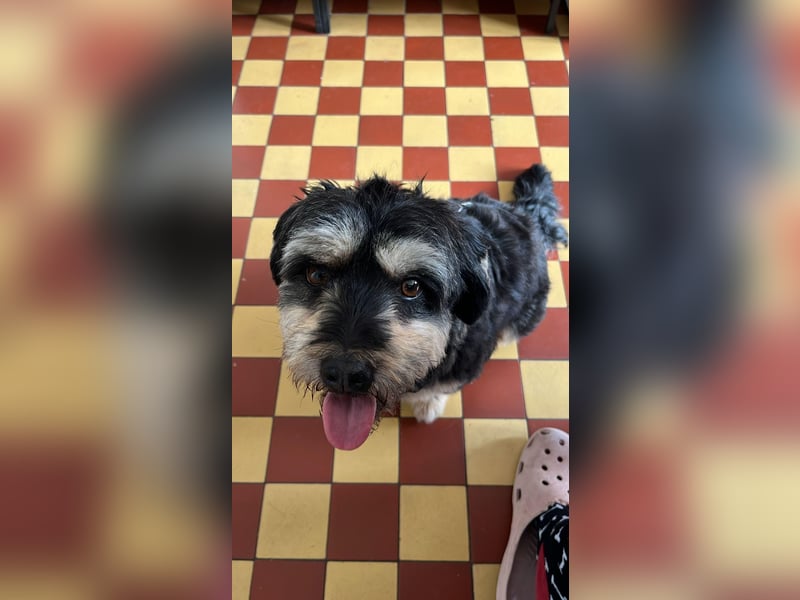 MINNIE, kleiner Frechdachs, 2 Jahre, 35 cm, Pflegestelle Düsseldorf, Tierschutz Rumänien