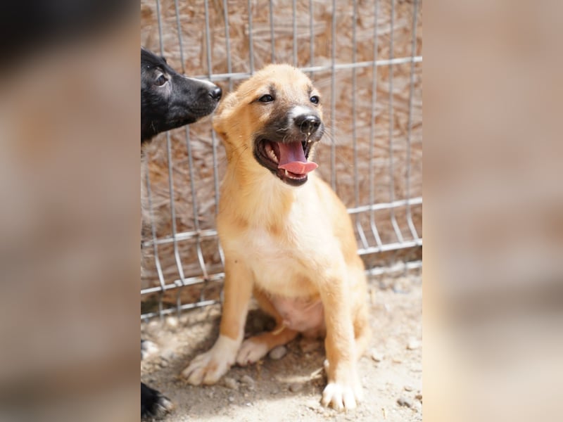 ⭐️THILO⭐️, süßer Welpenjunge, 3 Monate, 30 cm, Mischling, Tierschutz Rumänien
