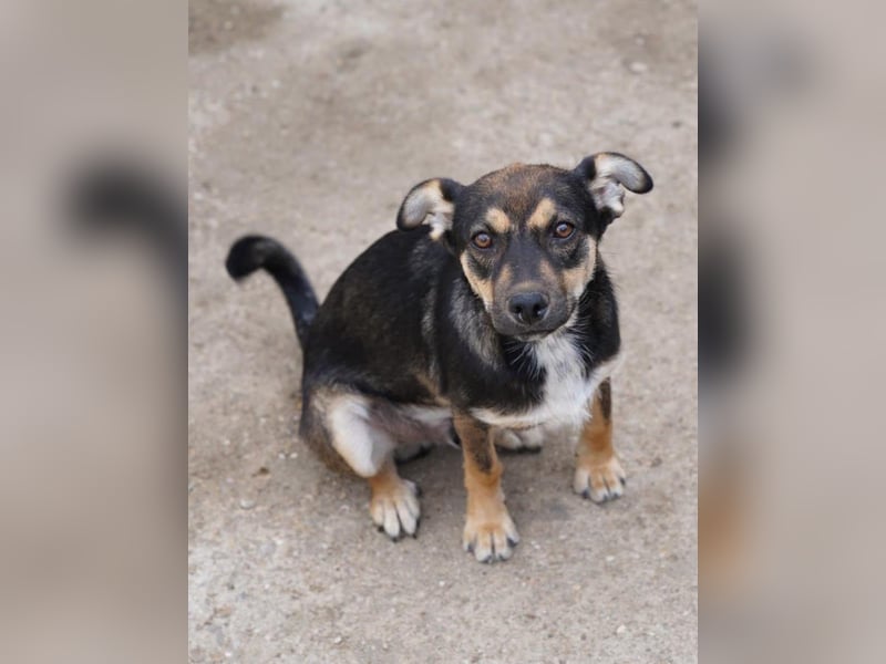 ⭐️CICI⭐️, verschmuster Hundejunge, 10 Monate, 32 cm, Tierschutz Rumänien