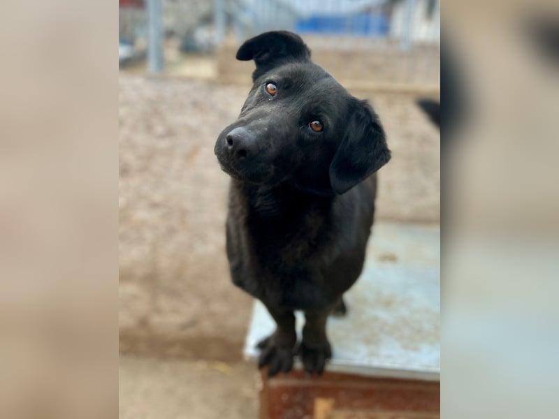 ⭐️MARIUCA⭐️, witzige, kleine Hündin, 3,5 Jahre, 37 cm, Mischling, Tierschutz Rumänien