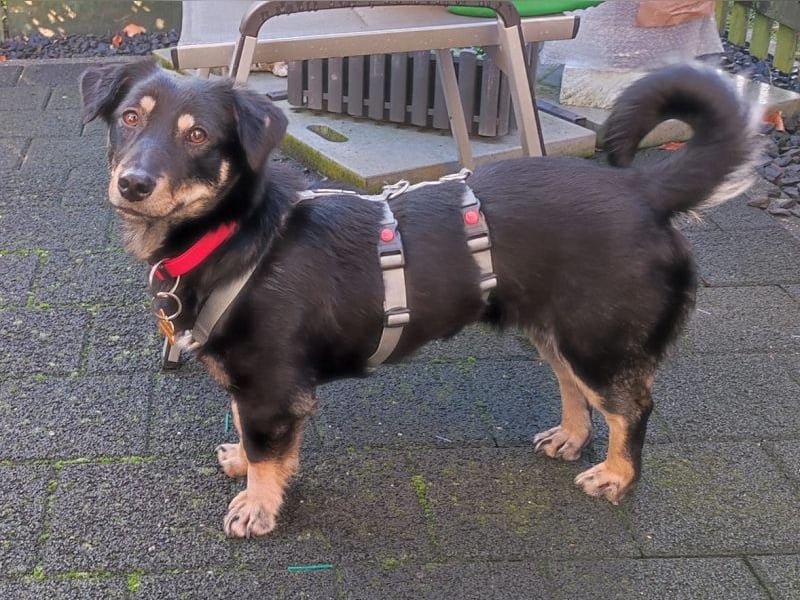 ♥MIMMI♥ auf Pflegestelle bei Aachen - süße, ganz verschmuste und zutrauliche Dackel-Mix-Hündin 36 cm