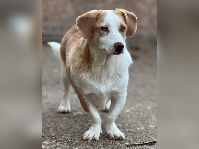 ⭐FINN⭐, zurückhaltender Junghund, Rüde, 2 Jahre, 34 cm, Mischling, Tierschutz Rumänien