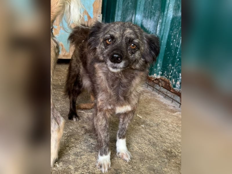 ♥SMOKEY♥ ab 31. Jul auf Pflegestelle bei Köln -süßer, zarter, menschenbezogener kleiner Rüde 35-40cm