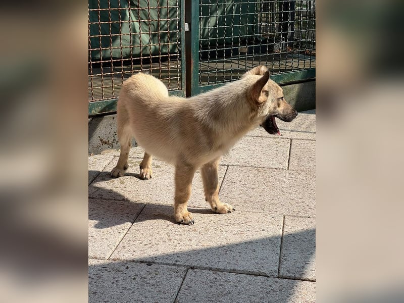 ♥MIRA♥ auf Pflegestelle in Köln - bezaubernde, verschmuste, dankbare Junghündin 33cm