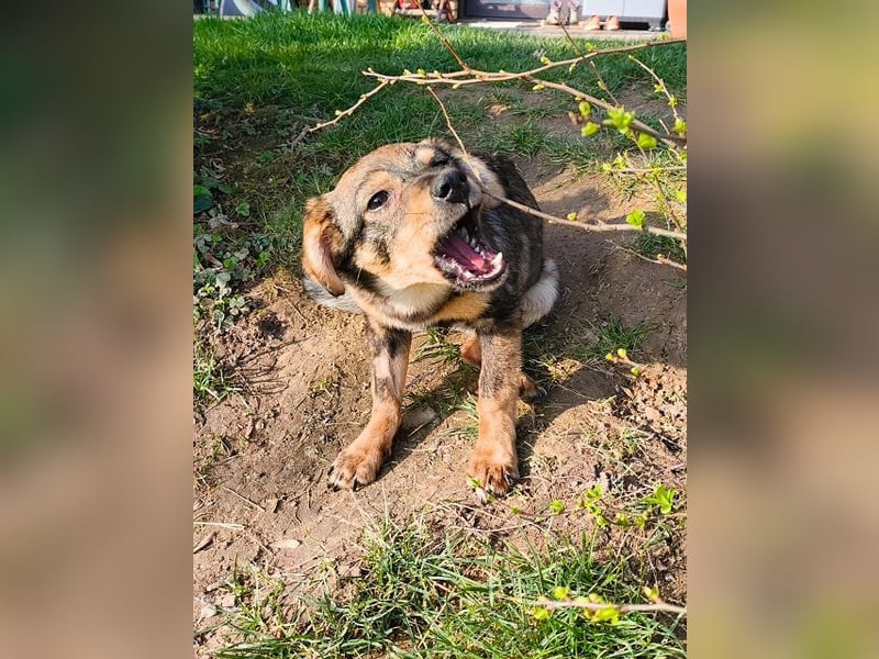 ♥HEIDI♥ auf Pflegestelle bei Köln - süße, verspielte Herzenshündin 32cm (wachsend)