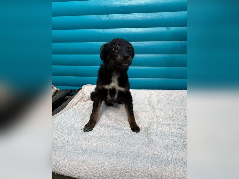 ♥BAMBU♥ auf Pflegestelle bei Köln - entzückendes, verspieltes Hundemädchen 37cm (wird mittelgroß)