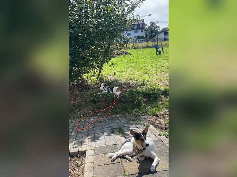 FINA, schüchterne Schmusehündin, 3,5 Jahre, 40 cm, Pflegestelle 57635, Tierschutz Rumänien