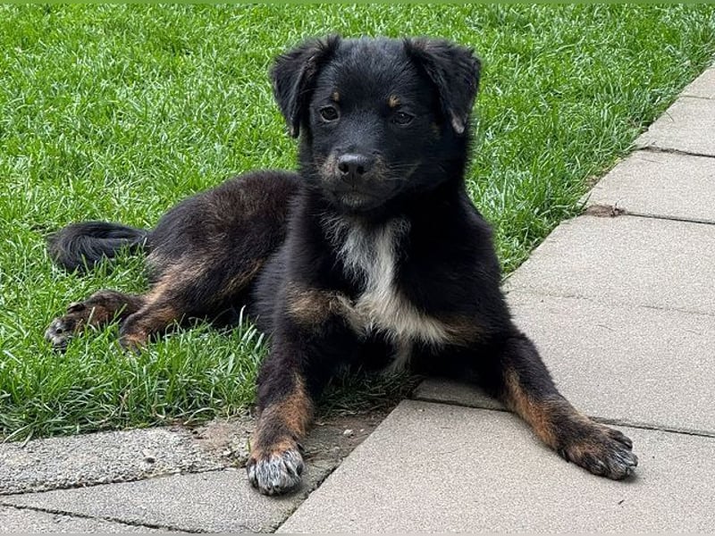 ♥BAMBU♥ auf Pflegestelle bei Köln - entzückendes, aufgewecktes Hundemädchen 37cm (wird mittelgroß)