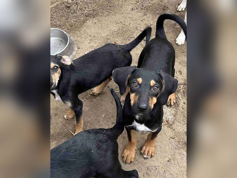 ⭐️MOLLY⭐️, verspielte Hündin, 6 Monate, 39 cm, Mischling, Tierschutz Rumänien