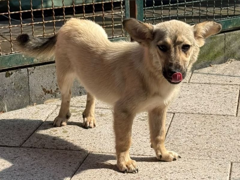 ♥MIRA♥ auf Pflegestelle in Köln - bezaubernde, verschmuste, dankbare Junghündin 33cm