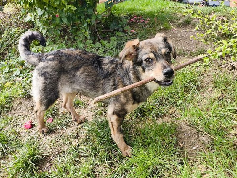 ♥HEIDI♥ auf Pflegestelle bei Köln - süße, verspielte Herzenshündin 32cm (wachsend)
