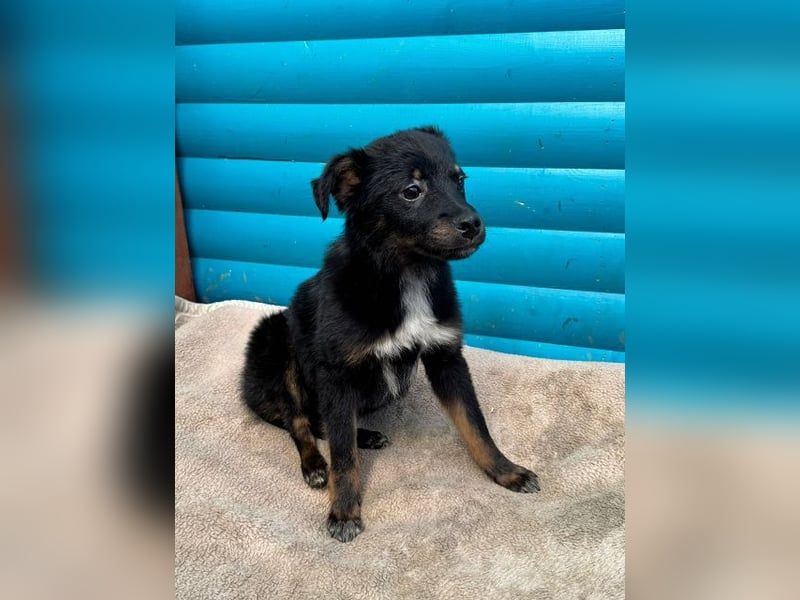 ♥BAMBU♥ auf Pflegestelle bei Köln - entzückendes, verspieltes Hundemädchen 37cm (wird mittelgroß)