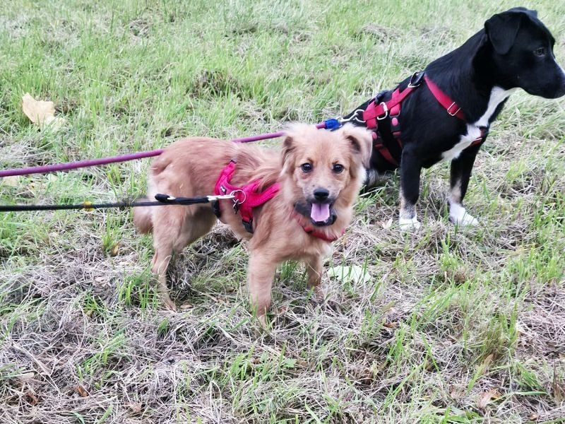 ♥EMMA♥ auf Pflegestelle bei Aachen - tolle kleine Juniorin mit dem süßen Unterbiss 36 cm (wachsend)