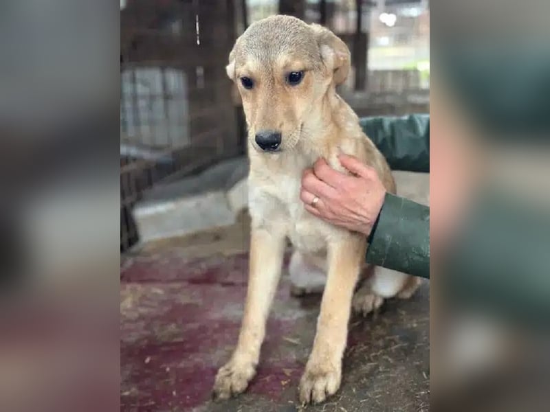 ♥DOTTY♥ ab 28. Feb auf Pflegestelle bei Köln - zauberhaftes, verspieltes kleines Welpenmädchen 35cm