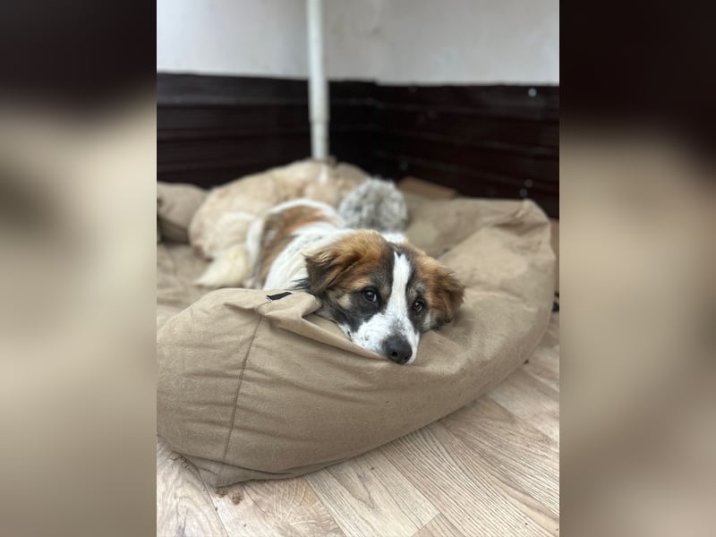 ⭐️TOC⭐️, Herzensbrecher, Rüde, 2 Jahre, 35 cm, Mischling, Tierschutz