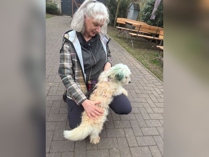 ♥YUMI♥ neu auf Pflegestelle bei Duisburg - süßer, sehr zutraulicher kleiner Wuschelmann 35cm