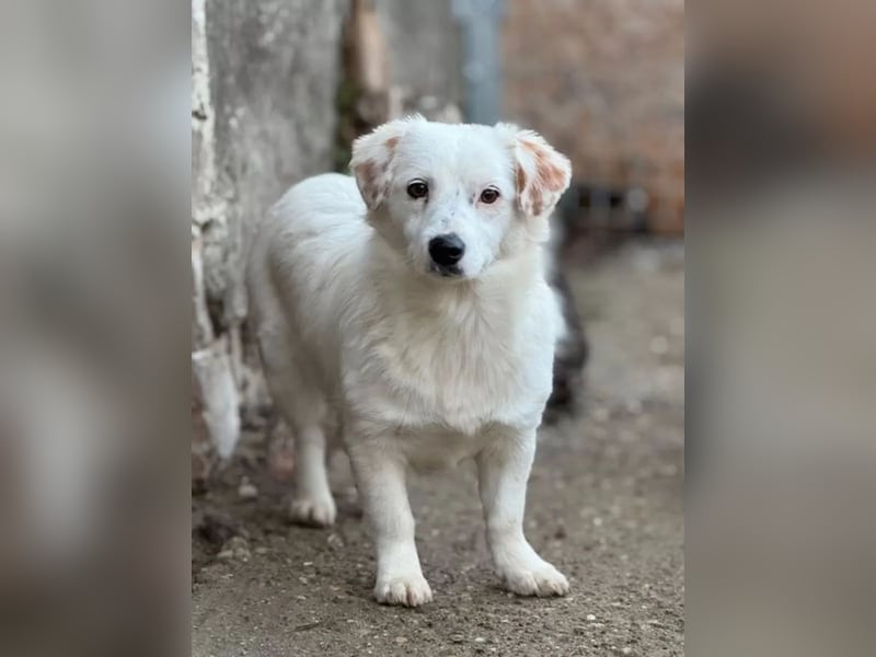 ⭐FELIA⭐, feinfühlige Hündin, 2 Jahre, 34 cm, Mischling, Tierschutz Rumänien