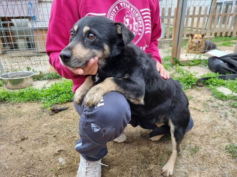 ♥LAURIN♥ süßer, noch zurückhaltender kleiner Rüde, der im Tierheim völlig überfordert ist 35 cm