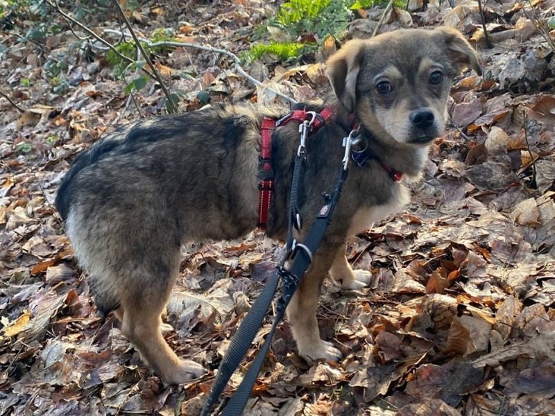 ♥HEDWIG♥ neu auf Pflegestelle bei Duisburg - süßes, verspieltes Welpenmädchen 33cm (wachsend)