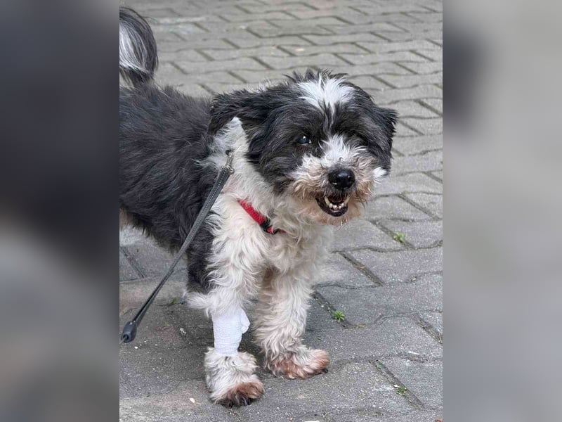 Notfell ⭐️MITI⭐️, fitte Hunde-Omi, Bolonka Zwetna-Mischling, 13 Jahre, 29 cm, Tierschutz Rumänien