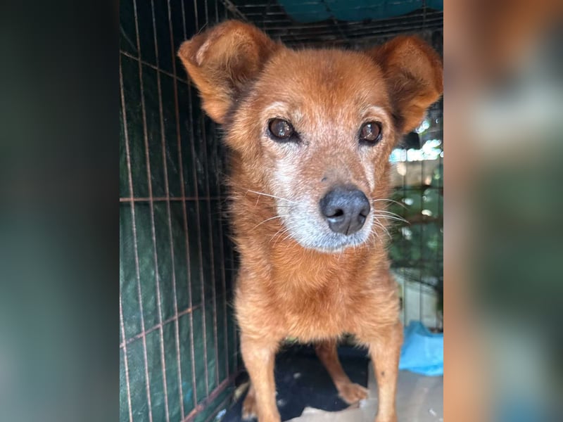 Notfell ⭐️SENORITA⭐️, liebevolle Hunde-Omi, 12 Jahre, 30 cm, Tierschutz Rumänien