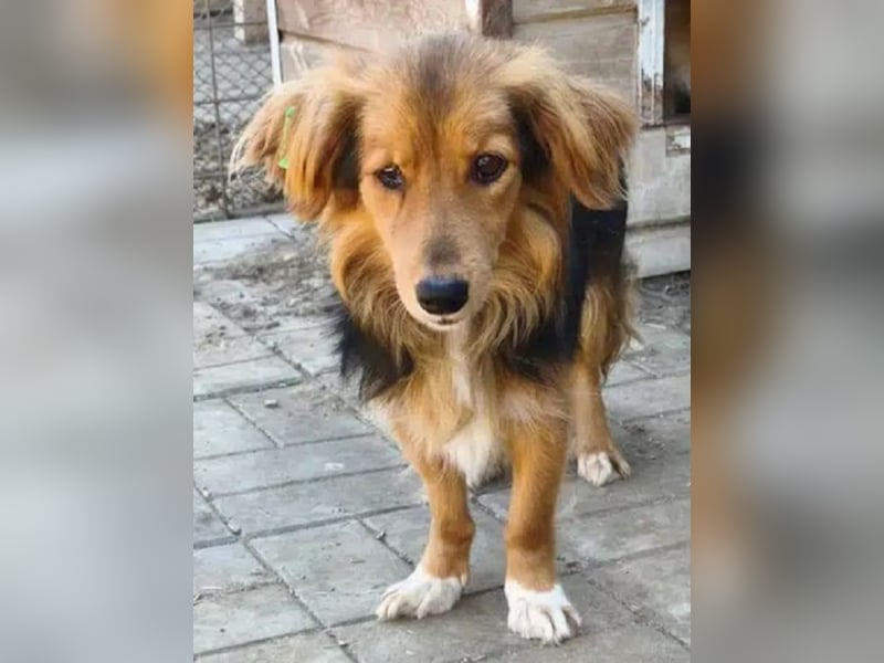 ♥DEBBY♥ ab 19. Sep auf Pflegestelle bei Köln - wunderschöne, ganz feine, liebevolle Seele 40cm