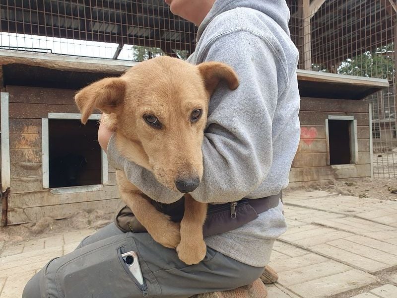 ♥RICHIE♥ fröhlicher, schlauer, kleiner Wirbelwind mit einem riesigen Herzen 36 cm