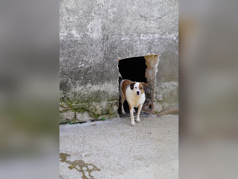 FINA, schüchterne Schmusehündin, 3,5 Jahre, 40 cm, Pflegestelle 57635, Tierschutz Rumänien