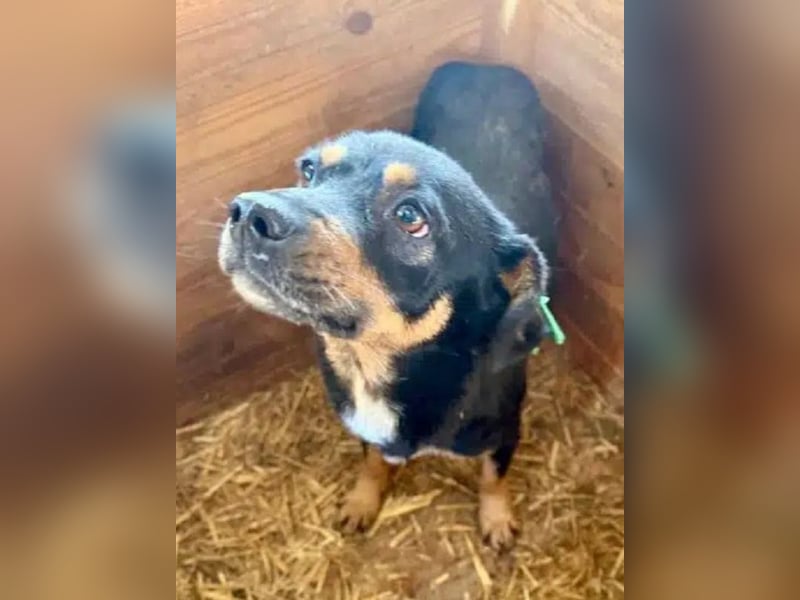 ♥OLIVER♥ süßer, zarter, lieber kleiner Rüde, der mit seinem kurzen Fell im Tierheim friert 40 cm