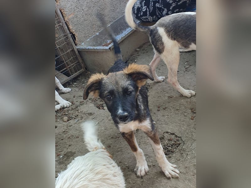 ♥HAZEL♥ wunderschöne, ganz menschenbezogene Herzenshündin 35 cm (wachsend)