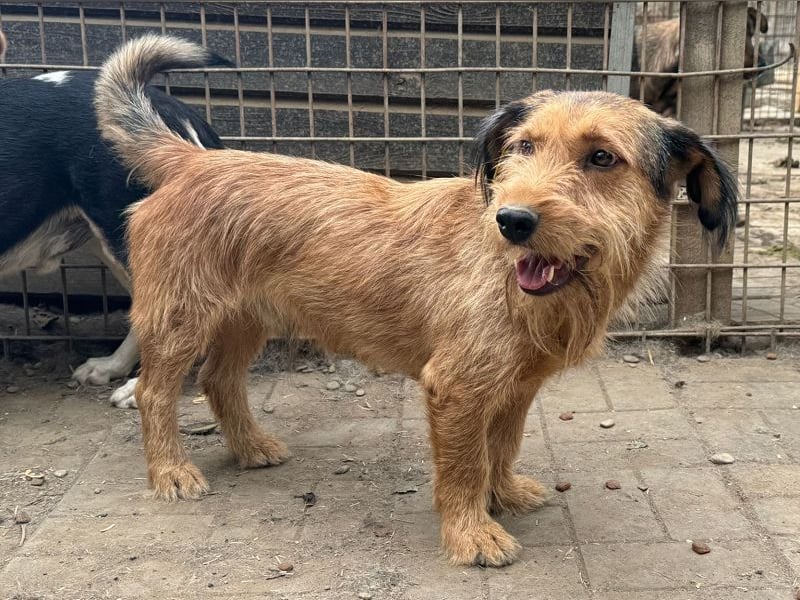 ♥FORREST♥ sensibler, sanfter, noch zurückhaltender kleiner Schatz 38 cm