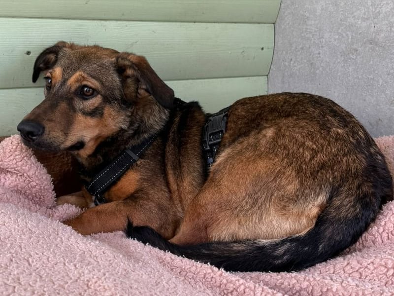 ♥MAYA♥ neu auf Pflegestelle bei Köln - süße, ganz liebe, noch unsichere kleine Junghündin 35 cm