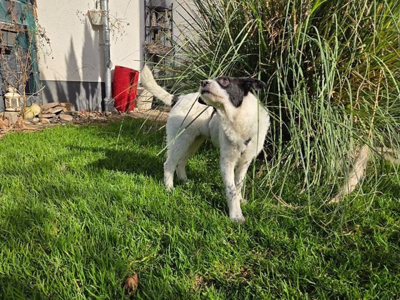 ♥ELSA♥ am 1. März im WDR Tiere suchen ein Zuhause - niedliche, verspielte Welpin 40 cm