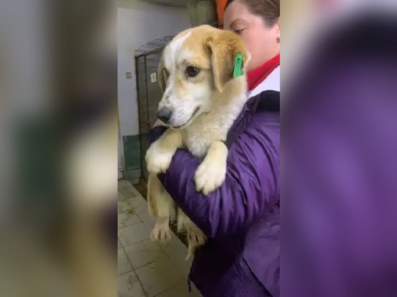 ♥FLORI♥ niedlicher, anfangs noch vorsichtiger, sensibler kleiner Junior 30 cm